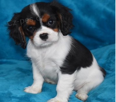 Kaval�r King  �pan�l �t��ata,