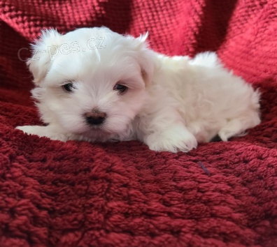 maltsk� �t���tka k adopci. v�ce informac� a obr�zk�