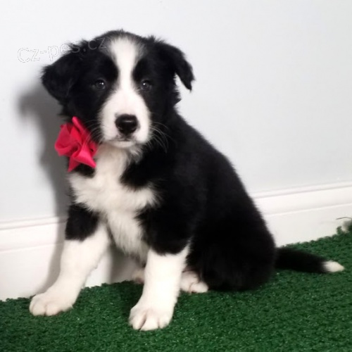 Prod�m zdrav� a o�kovan� �t��ata border kolie