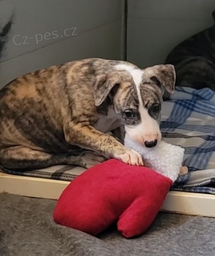 Vipet (Whippet) �t��ata k dispozici