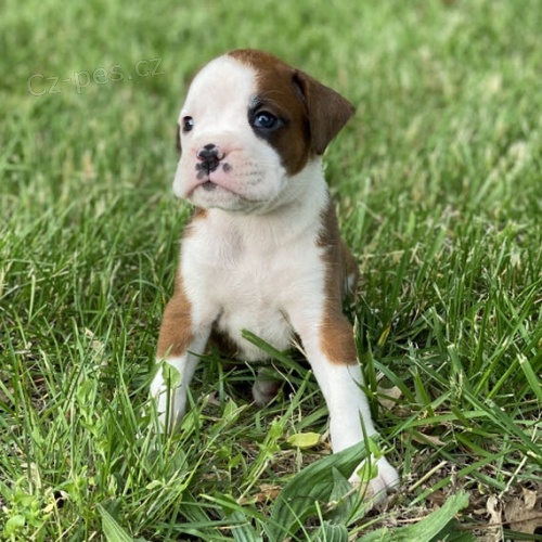 �t��ata boxera na prodej