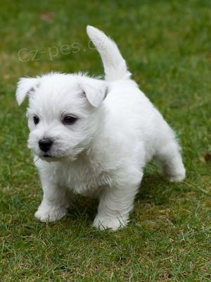Prod�m mal� �t���tka West Highland White Terriers.