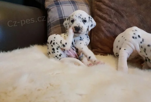 Prod�m �t��ata dalmatin�