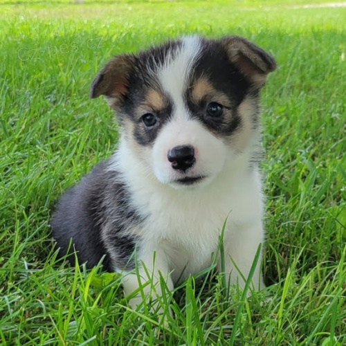 Prod�m �t��ata Pembroke Welsh Corgi.