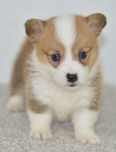 Prod�m �t��ata Pembroke Welsh Corgi mini