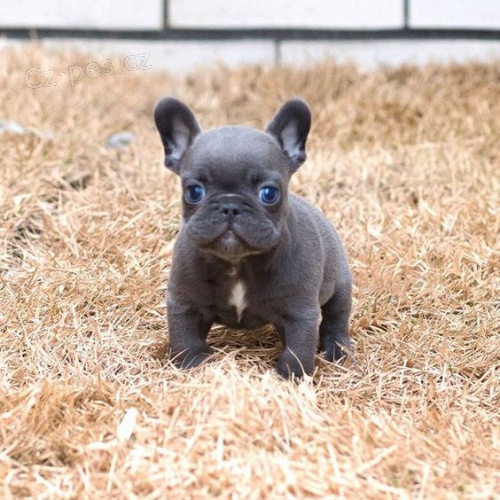 Mini �t���tka francouzsk�ho buldoka na prodej.