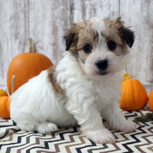 mini ��lek havansk�ch �t���tek na prodej.