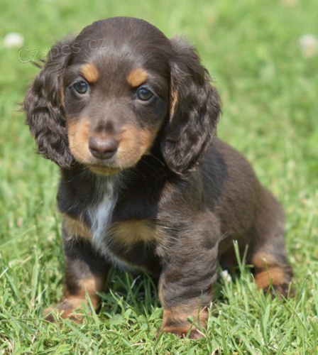 Prod�m zdrav� �t��ata jezev��ka