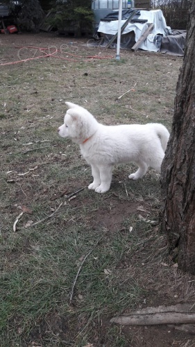 �t��ata akita americka   jsou v�m k dispozicii.