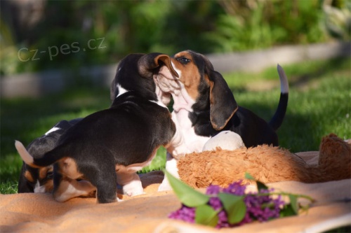 kr�sn� �t���tka Basset Hound hledaj�c� nov� domovi