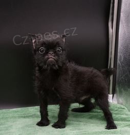 p��telsk� �t���tka bruselsk�ho grifona k adopci