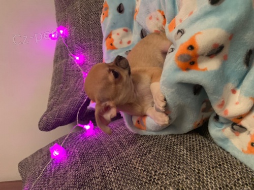 muzy o zeny �t��ata civava zoufale tou�� po nov�ch rodi��ch