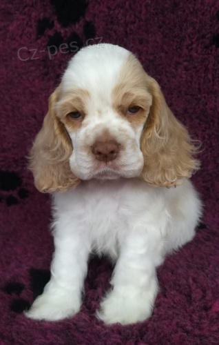 �t��ata anglick�ho kokr�pan�la zoufale tou�� po nov�ch domovech