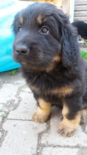 K dispozici 2  �t��ata Hovawart