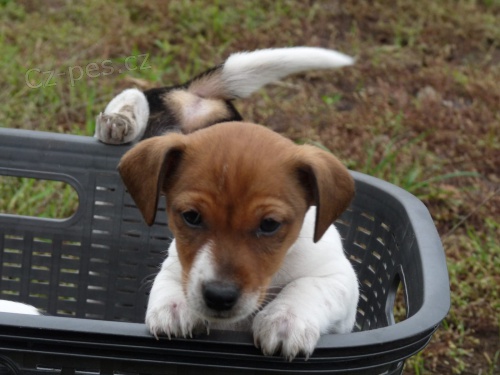 �t��ata Jack Russell Terrier zoufale tou�� po nov�ch rodi��ch