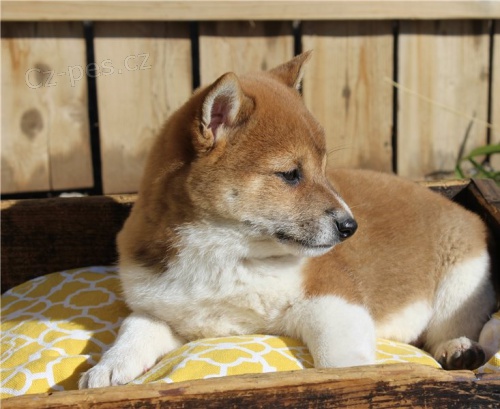 �t��ata shiba inu
