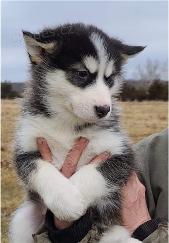 �t��ata alja�sk�ho malamuta