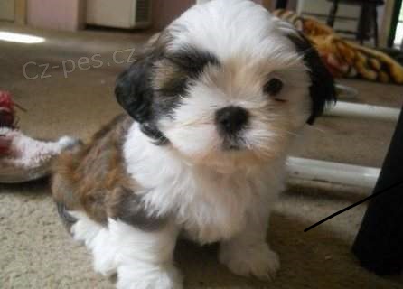 kr�sn� �t���tka shih tzu