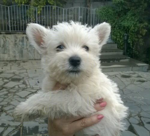 �t��ata West Highland