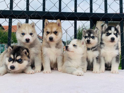 Husky �t��ata jsou nyn� p�ipravena