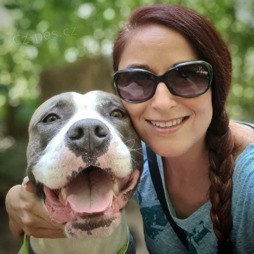 Americk� staford��rsk� teri�r