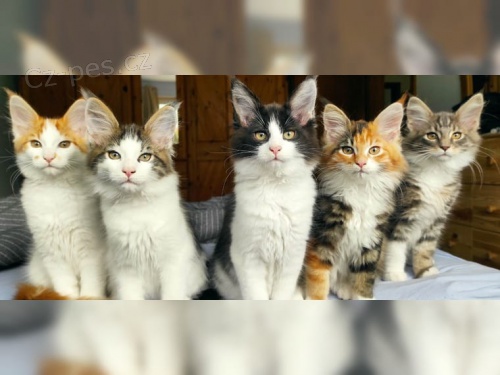 Mainsk� m�val� Ko�ata s rodokmenem