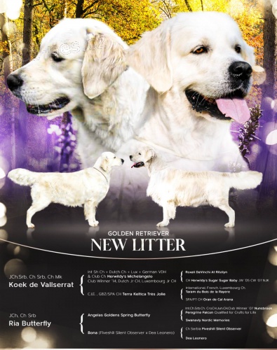 Zlat� retriever �t��ata