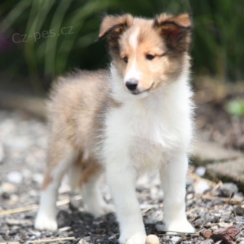 Prod�m kr�sn� o�kovan� �t��ata shetlandsk�ho ov��ka