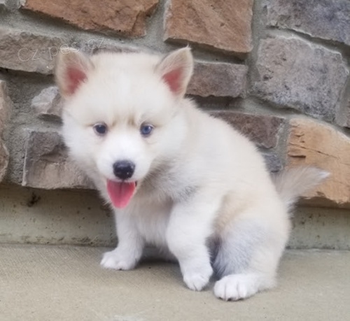 Prod�m kr�sn� �t���tka Pomskies