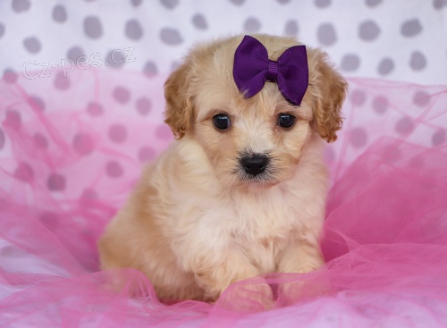 Prod�m hygienicky vycvi�en� miniaturn� �t���tka CAVACHONA.