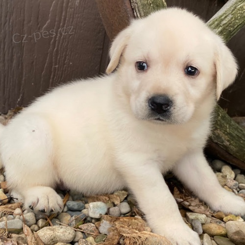 Prod�m zdrav� a velmi roztomil� �t���tka labradorsk�ho retr�vra.