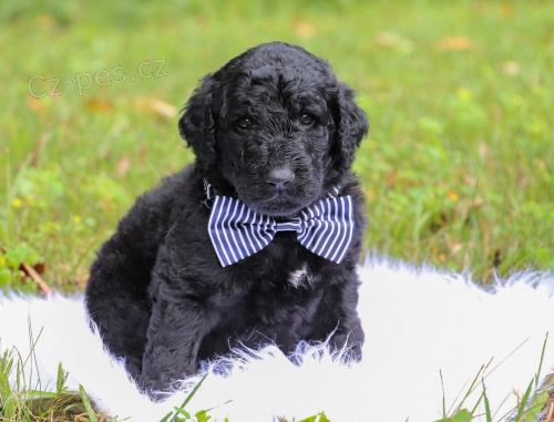 Zdrav� a kr�sn� mu� a �ena Prod�m miniaturn� �t���tka LABRADOODLE.