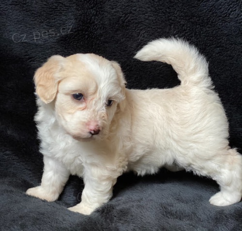 Dob�e vycvi�en� �t��ata MINI SHEEPADOODLE na prodej.