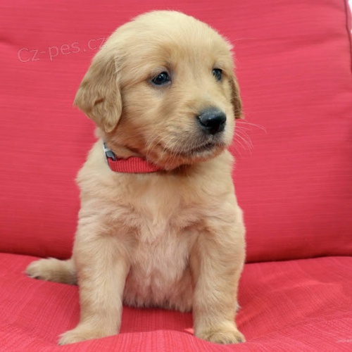 Kr�sn� - ZDRAV� A O�KOVAN� Prod�m �t��ata zlat�ho retr�vra.