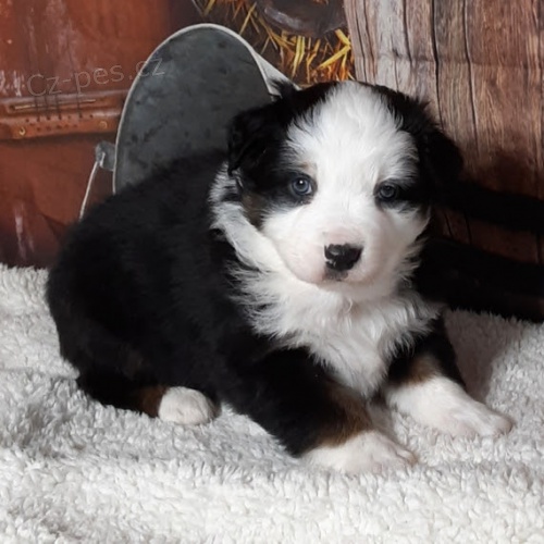 ڞasn� a zdrav� o�kovan� �t��ata australsk�ho ov��ka na prodej.