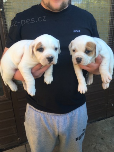 samice i samci kr�sn� Prod�m �t��ata Americk�ho buldoka.