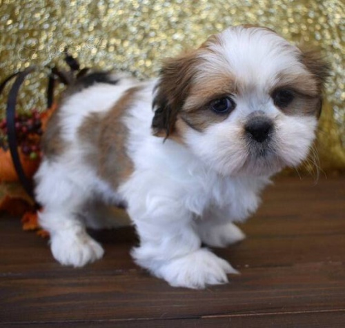 Prod�m �t��ata SHIH TZU