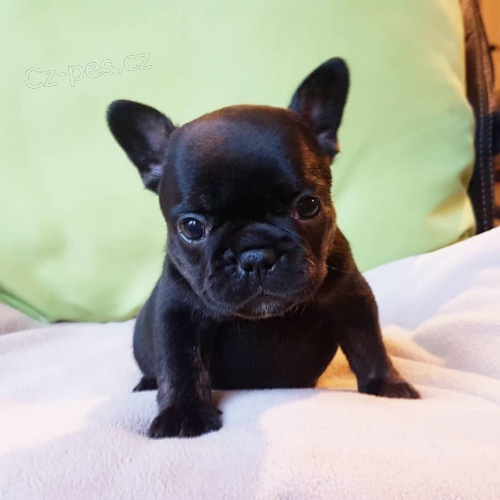 Prod�m ZDRAV� a O�KOVAN� �t��ata francouzsk�ho buldo�ka.