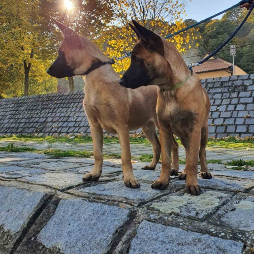 Belgick� ov��k