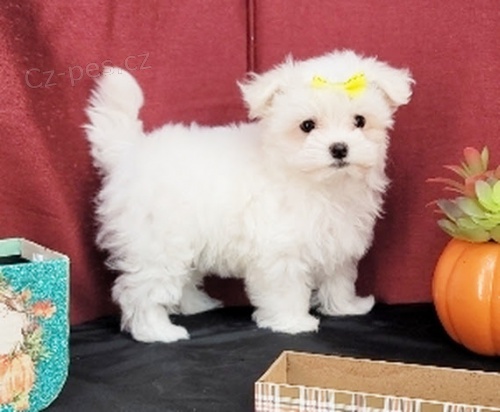 O�kovan� miniaturn� �t��ata malt�z��k� na prodej.