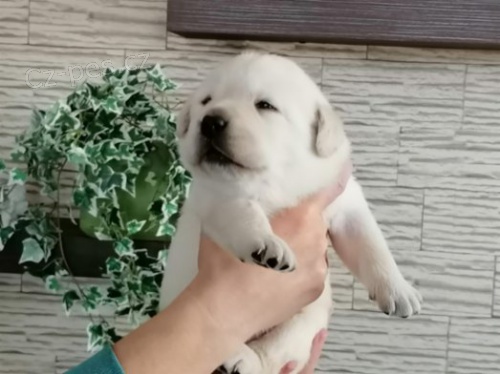  Labradorsk� retr�vr s PP 