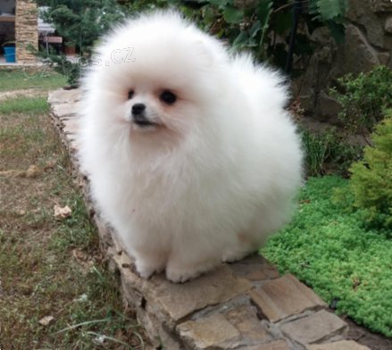 N�meck� �pic trpasli�� (fena) s PP