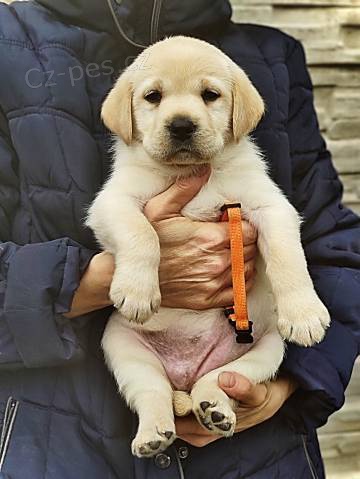 Labradorsk� retr�vr