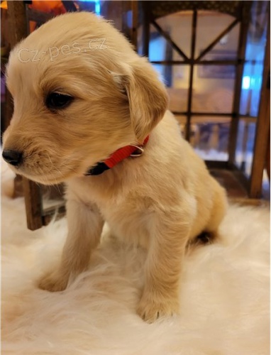 Kr�sn� �t���tka zlat�ho retr�vra k prodeji.