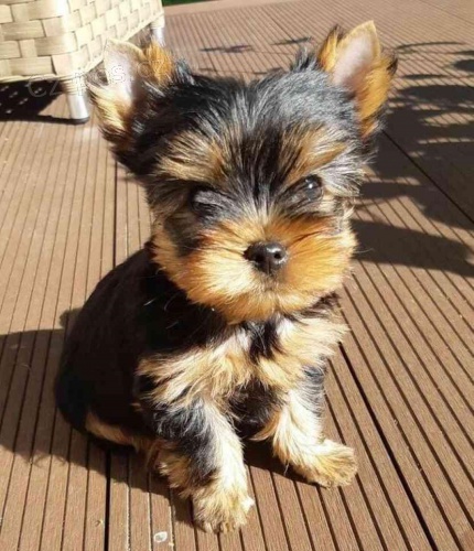miluj�c� Yorkie teri�r p�ipraven k adopci.