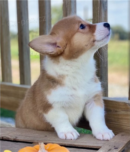 N�dhern� �t��ata Pembroke Welge Corgi p�ipravena.