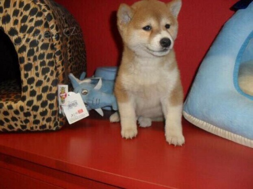 Roztomil� �t���tka shiba inu