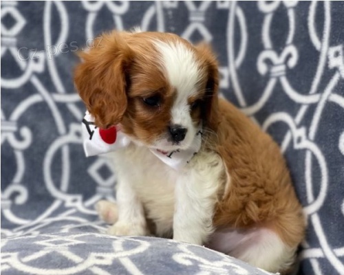 Kaval�r King Charles �t��ata