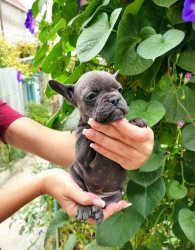  FRANCOUZSK� BULDO�EK �T��ATA