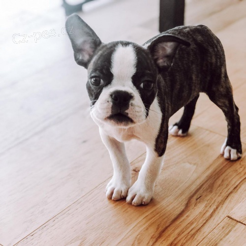 �t��ata bostonsk�ho teri�ra 